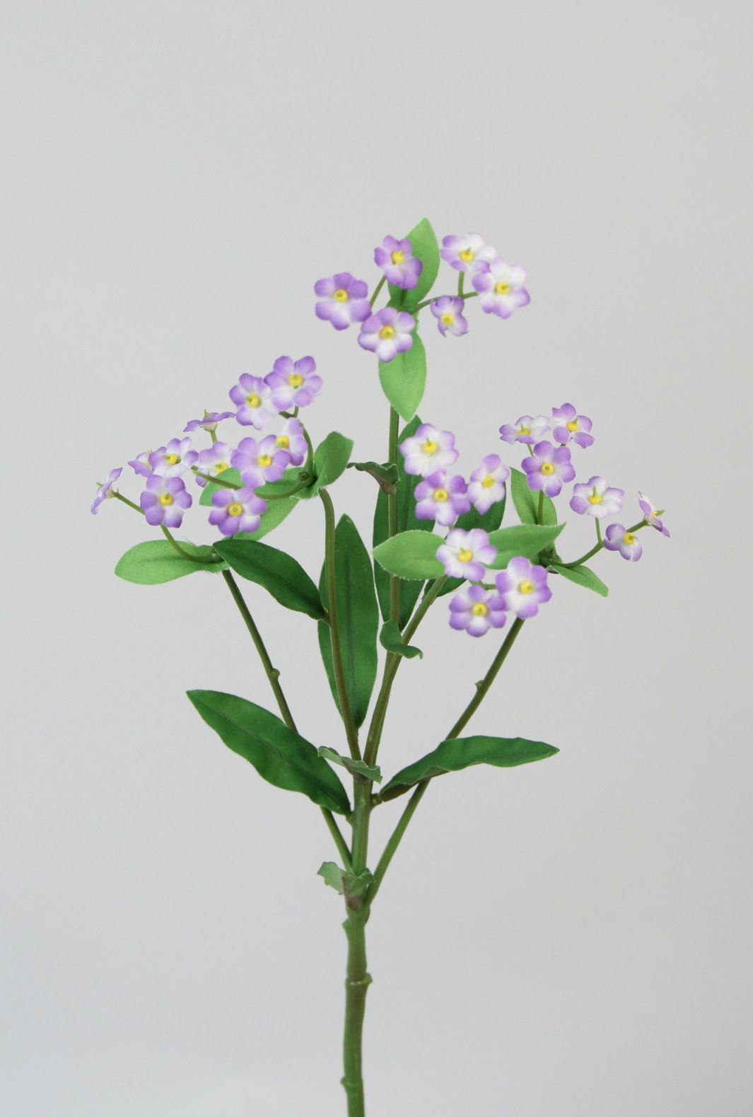 forget-me-not 