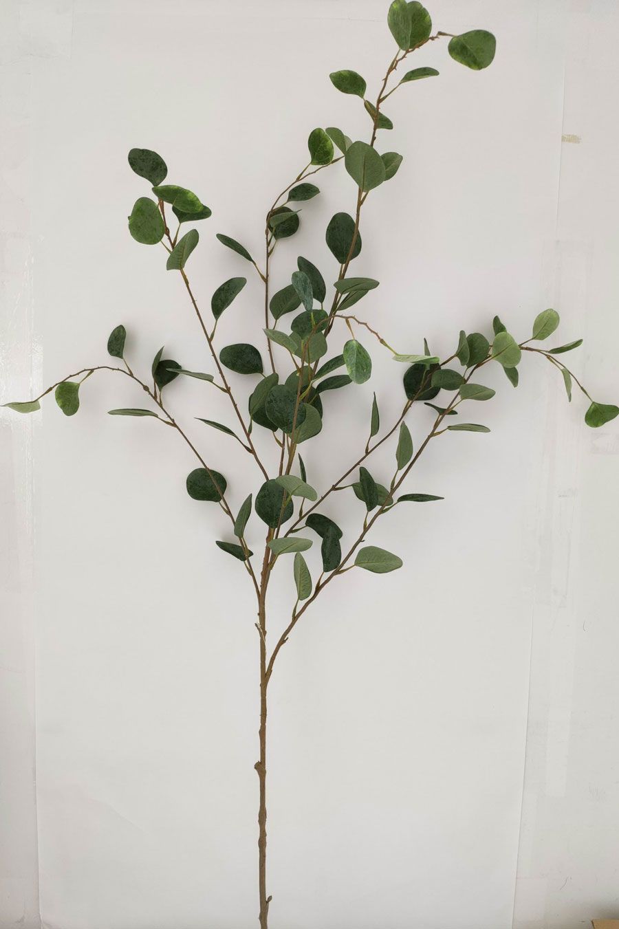 eucalyptus 