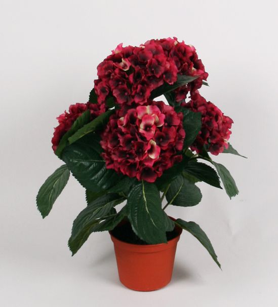 Hydrangea