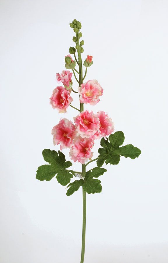 hibiscus spray pink 