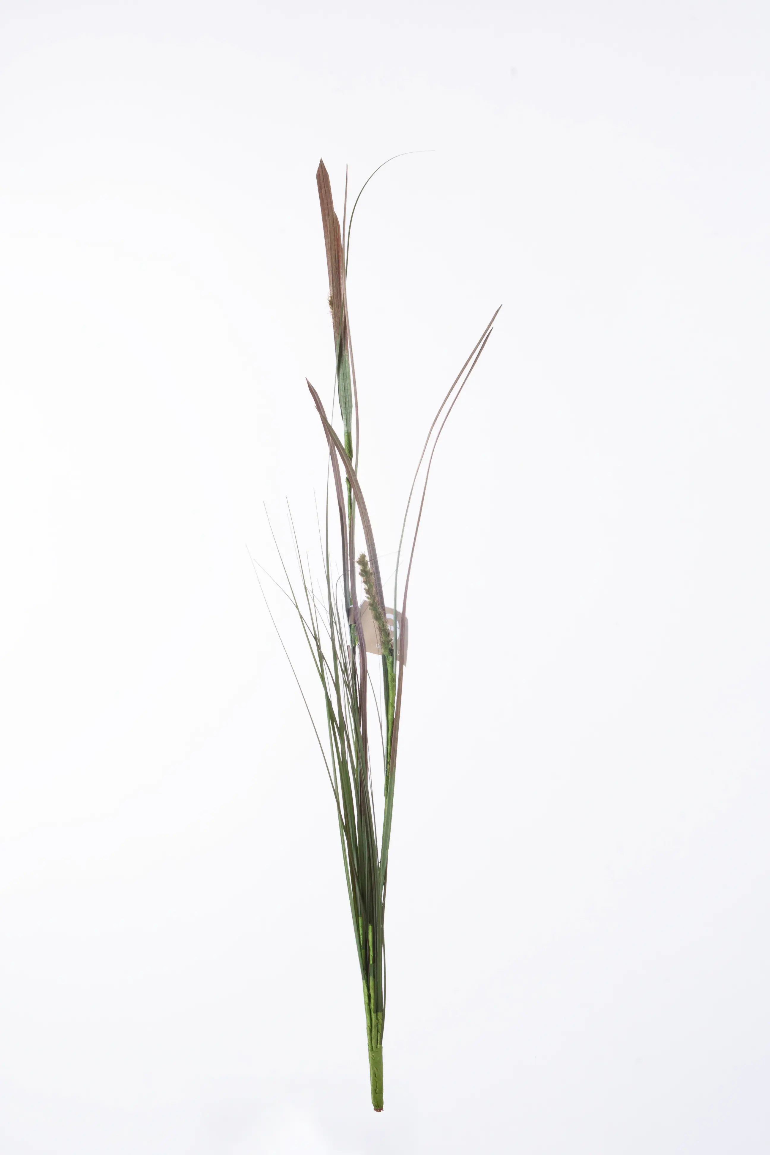 Grass 