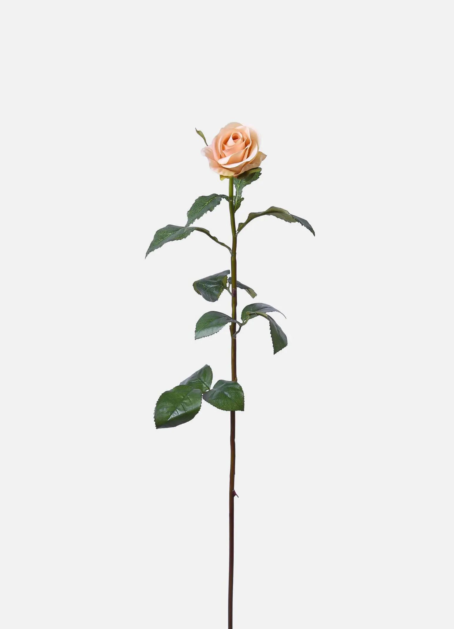 Rose Bud