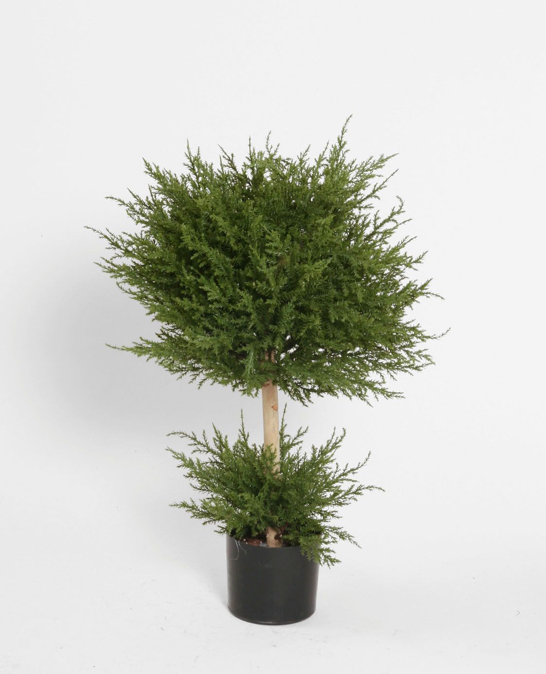 cypress 