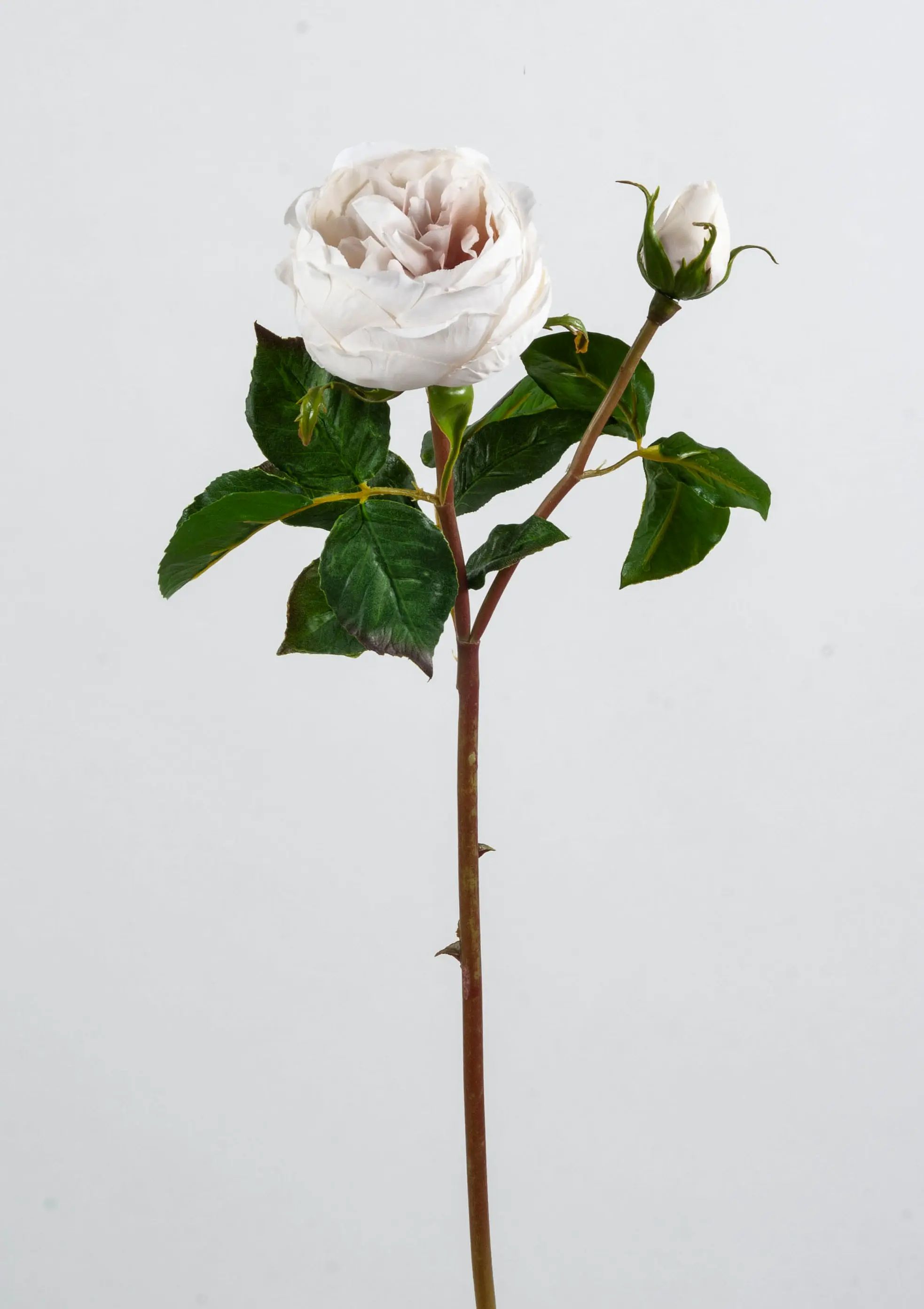 Rose English 