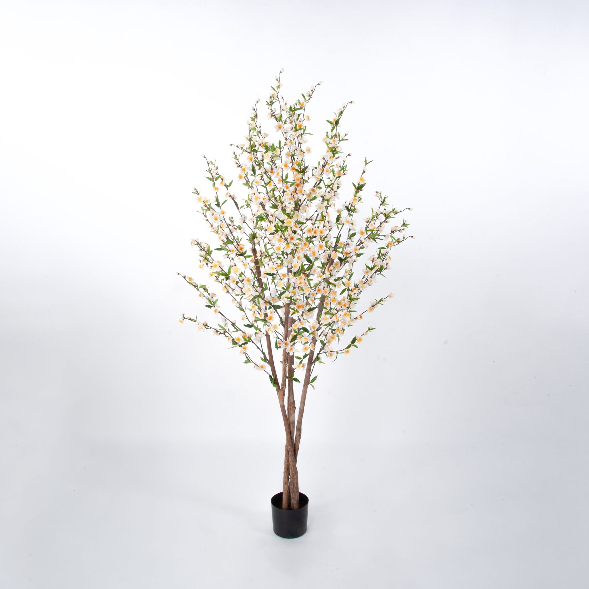 cherry blossom