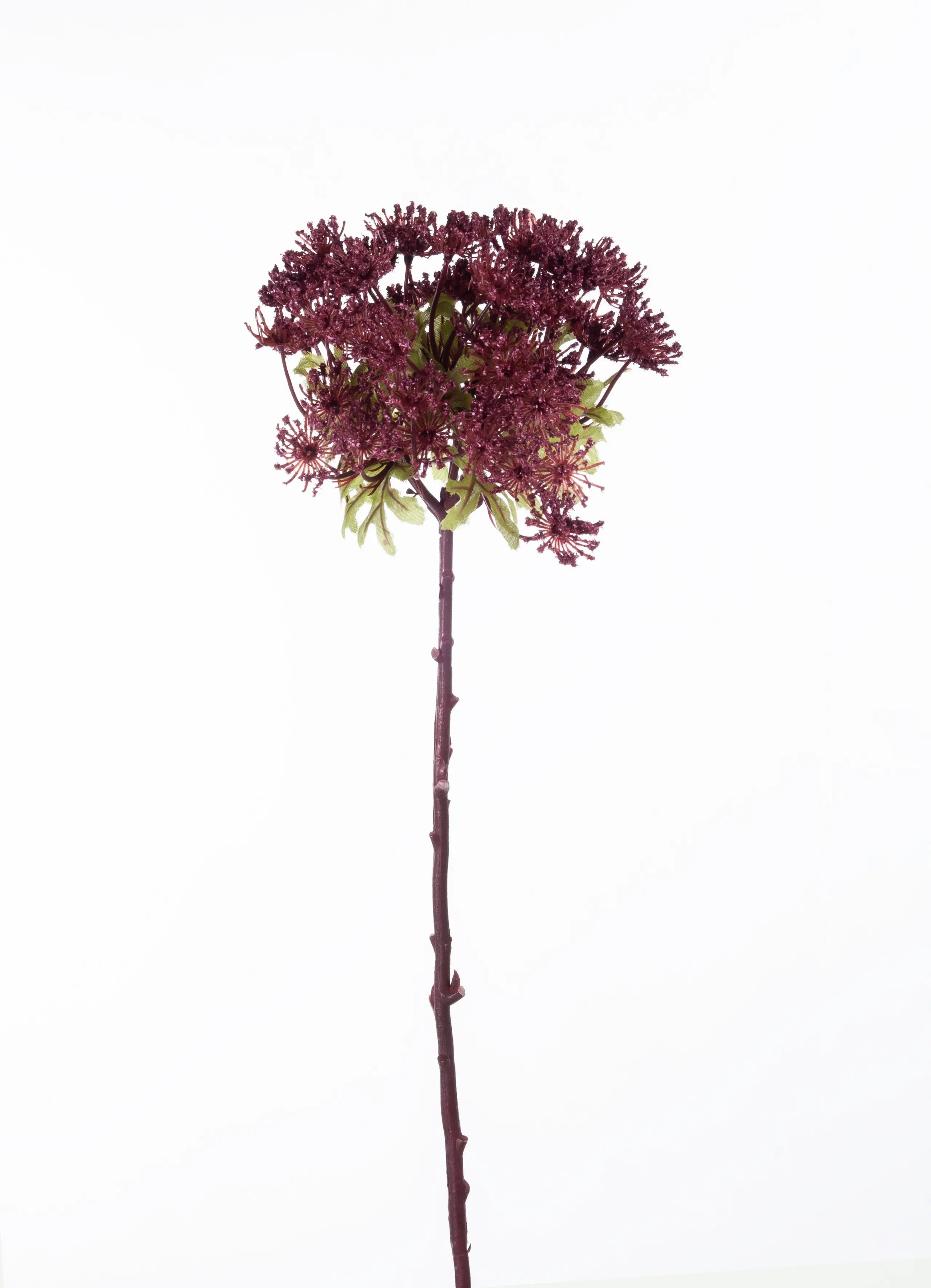 Wild Carrot