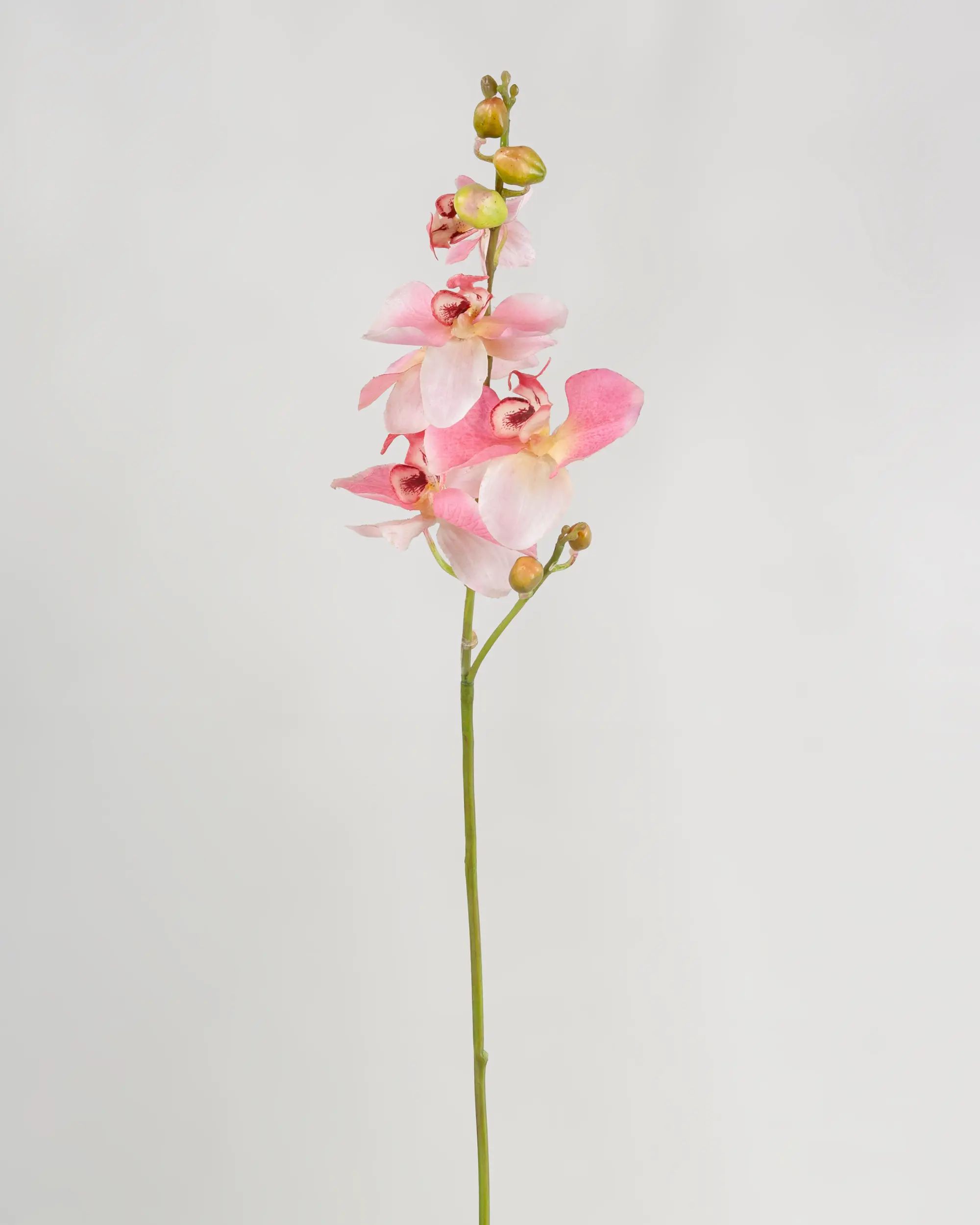 Orchid