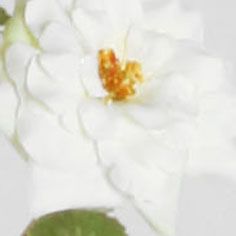 Rose mini