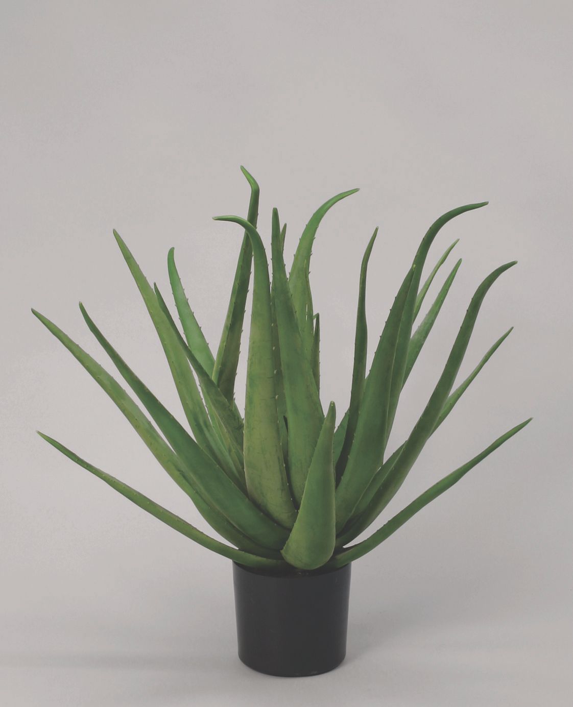 Aloe