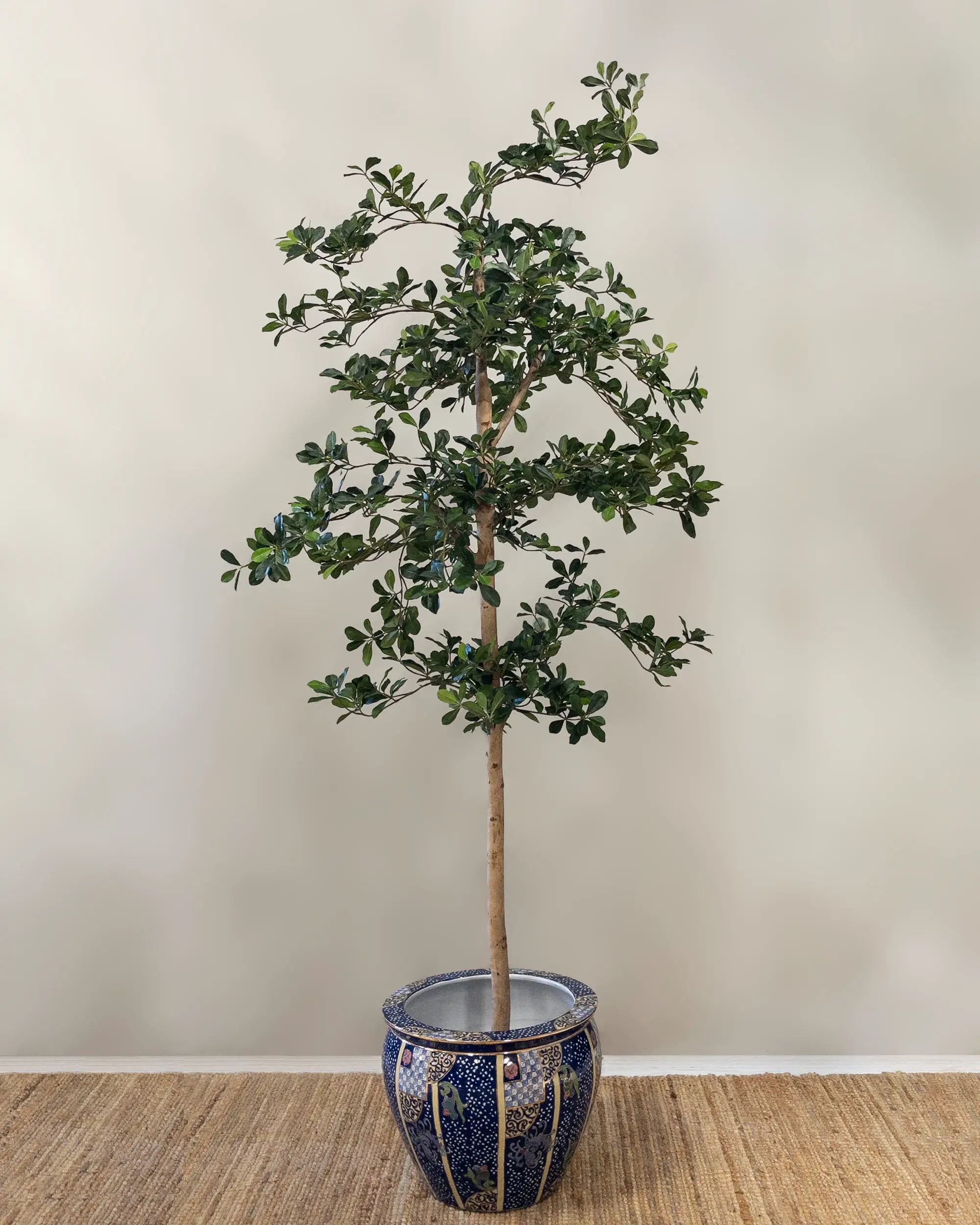 Oriental Olive