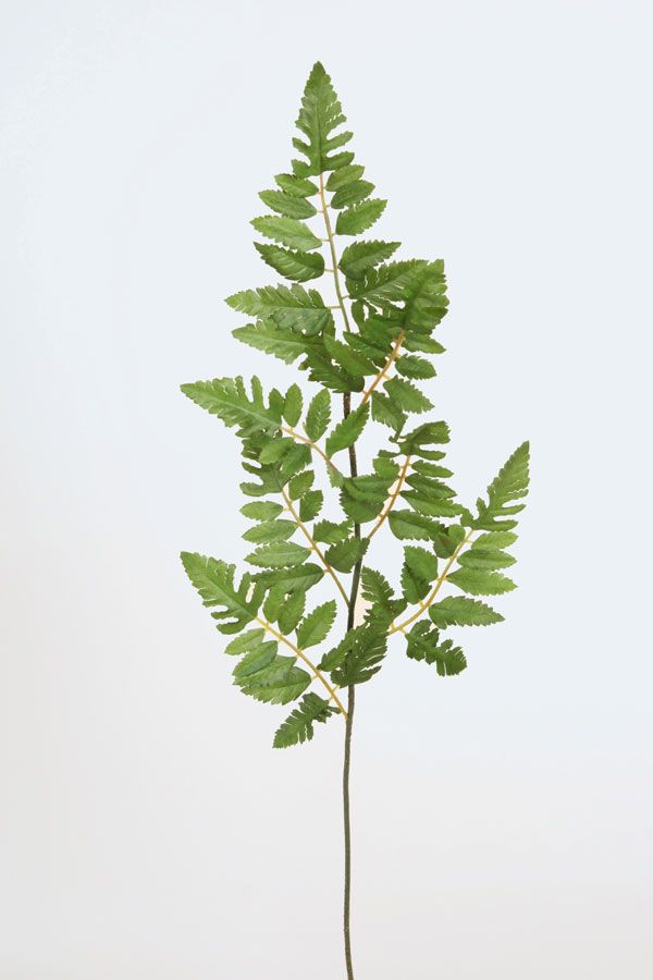 nephrolepis 