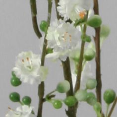 Prunus spray