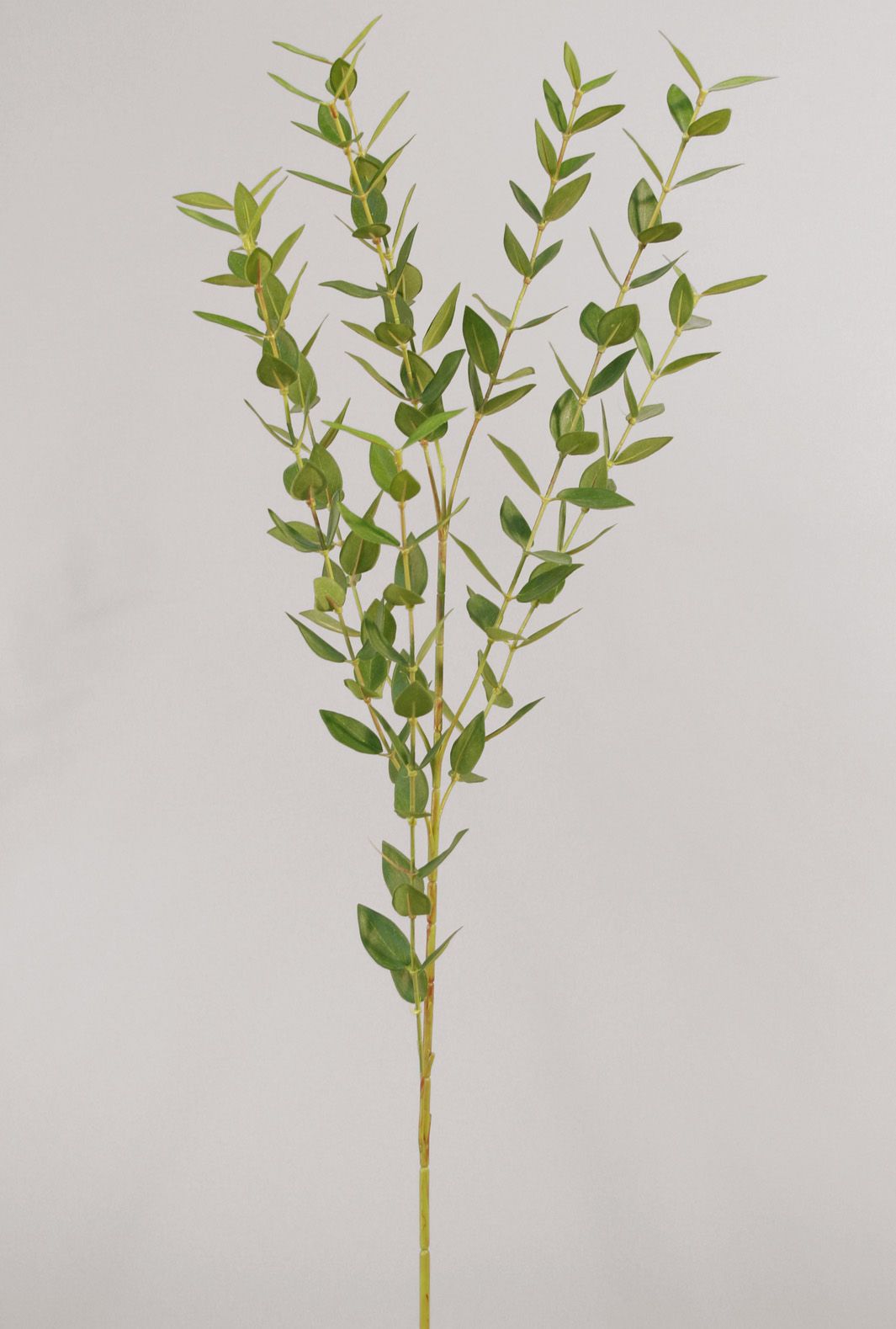 mini eucalyptus 