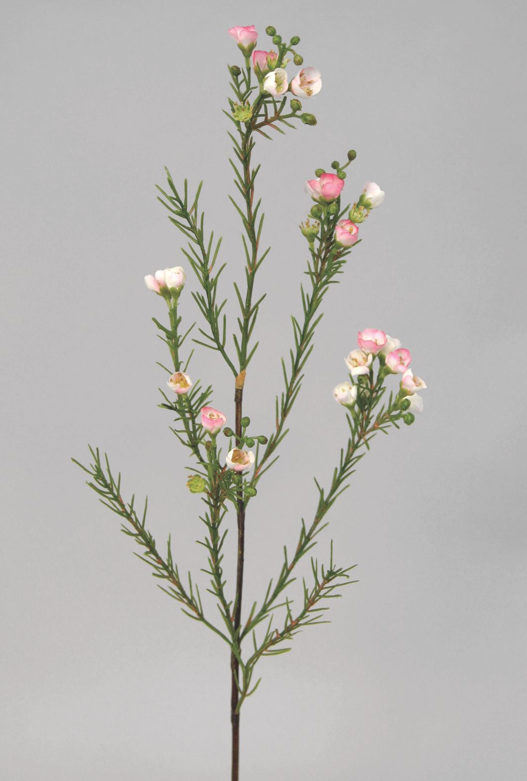 Wax flower