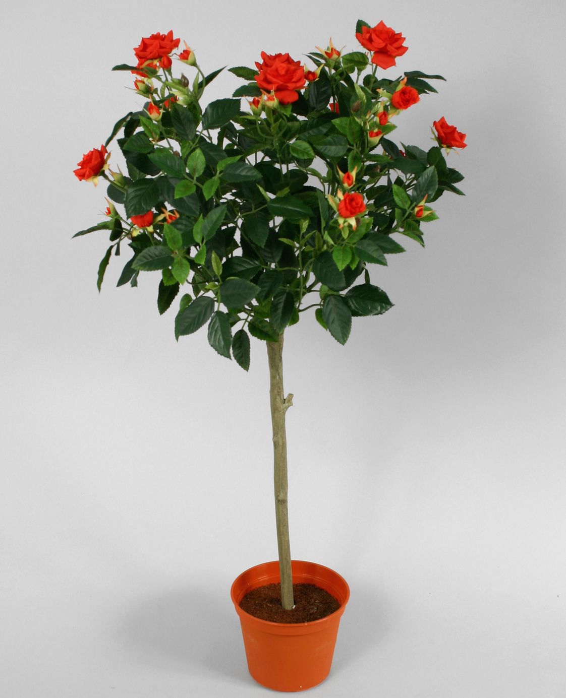 Rose Tree