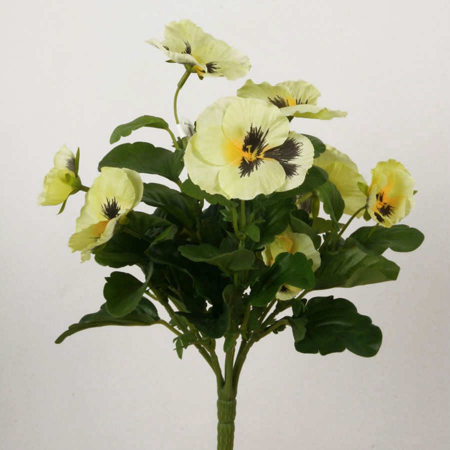 Pansy