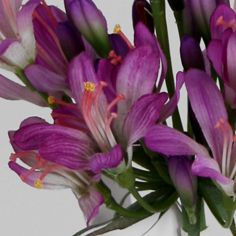Agapanthus