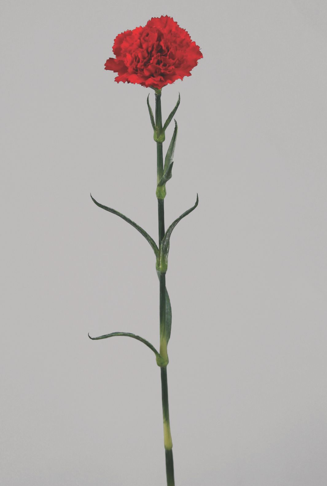 carnation