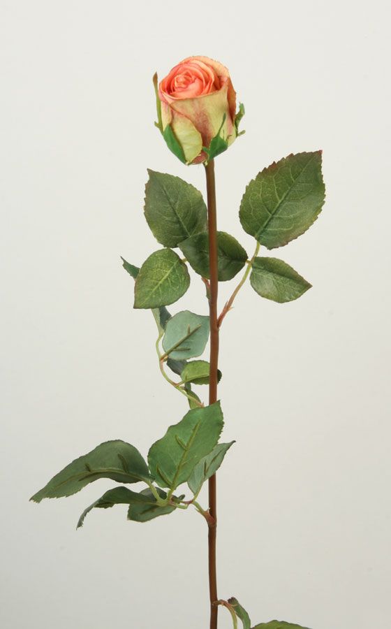 rose yellow pink 