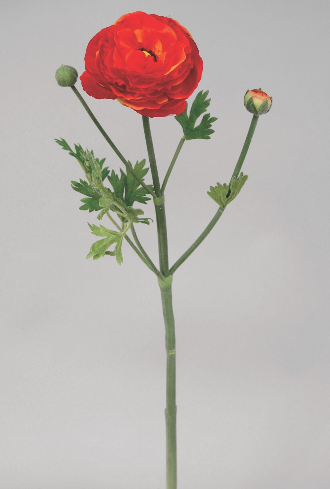 Ranunculus
