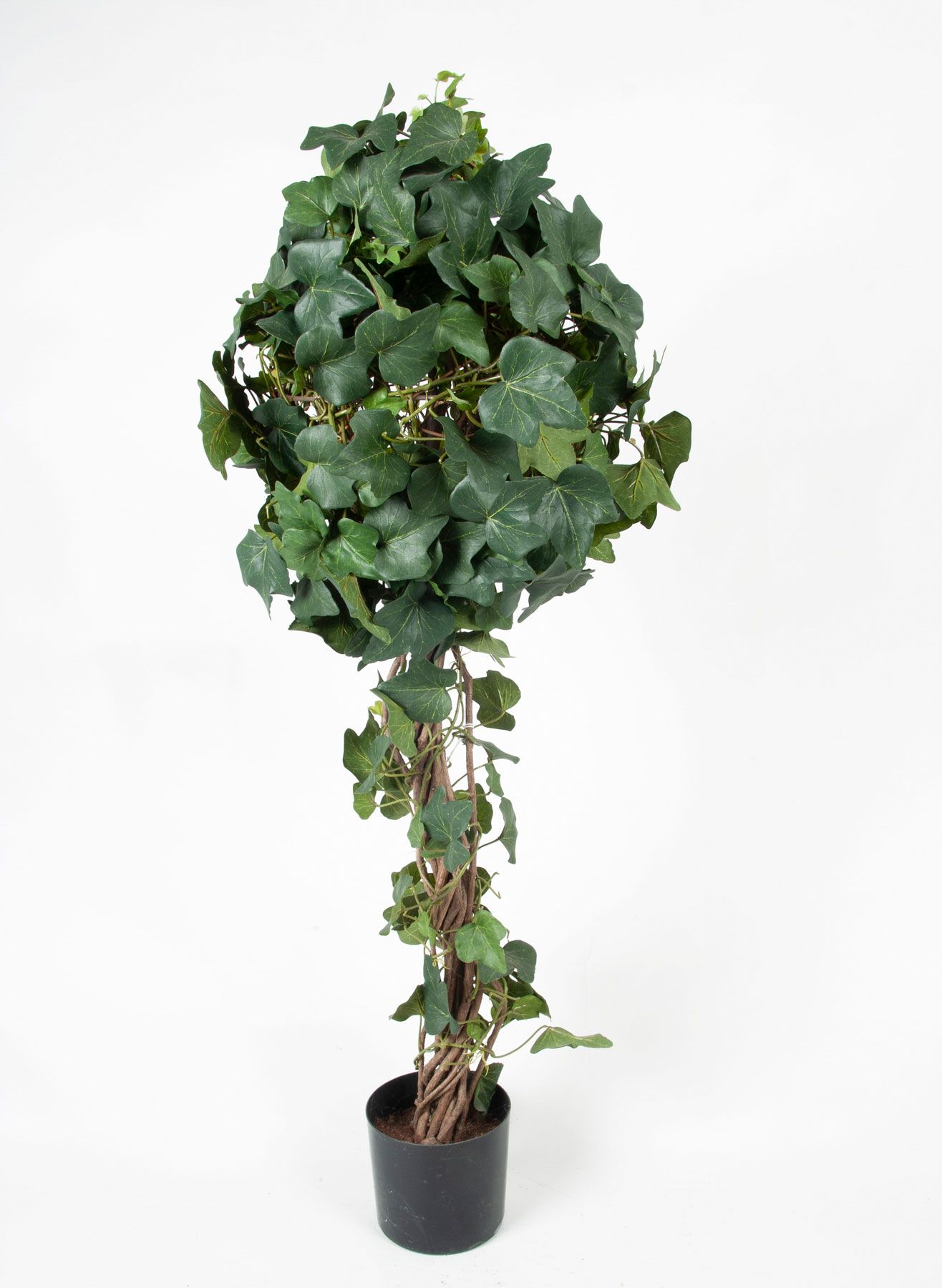Ivy