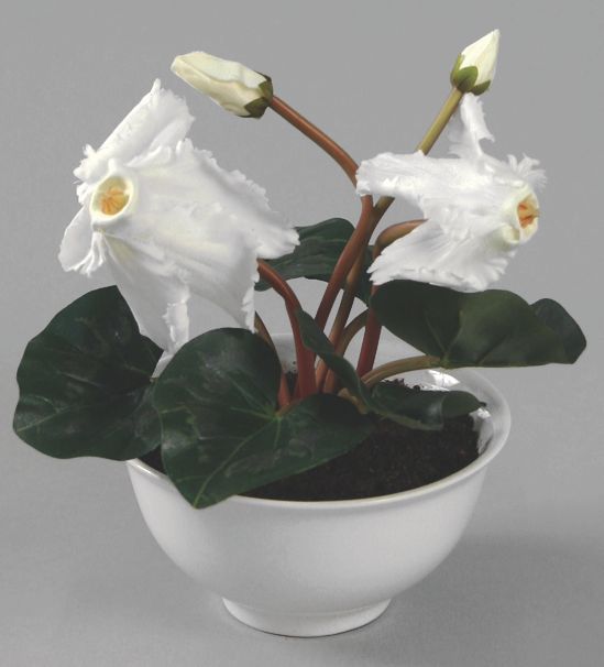 Cyclamen