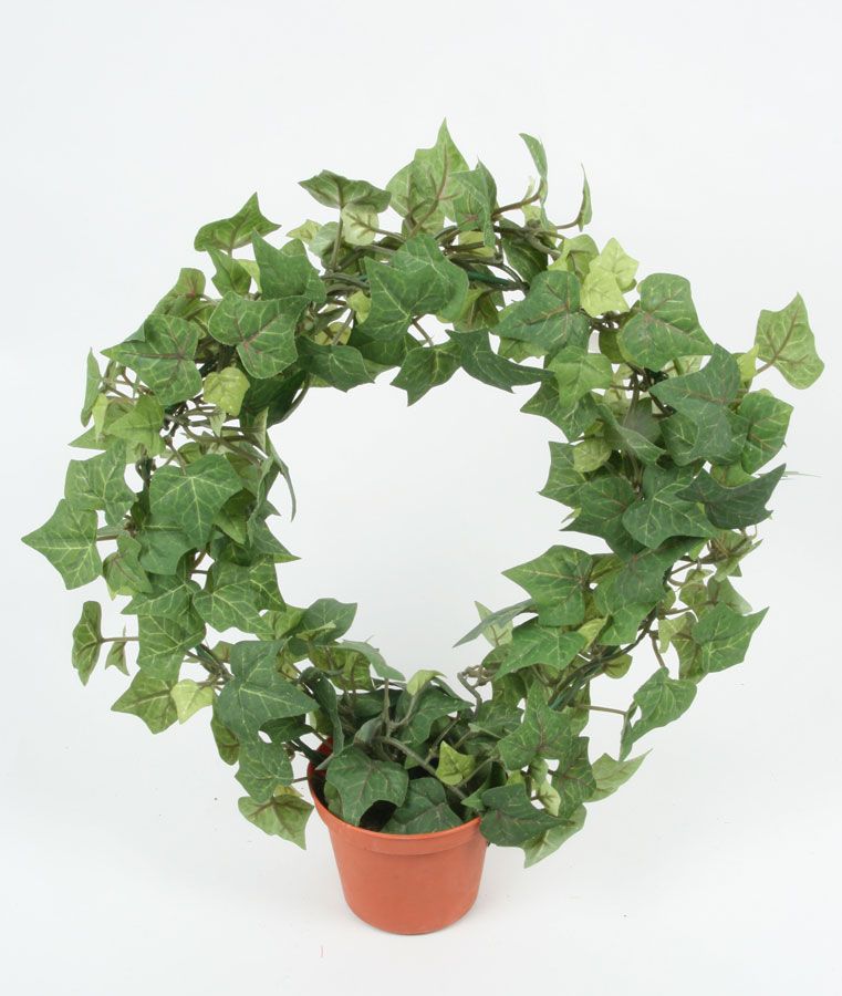 Ivy