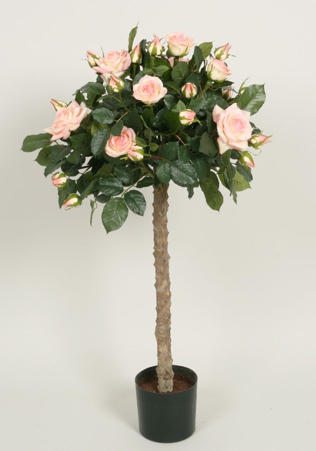 Lady Rose Tree