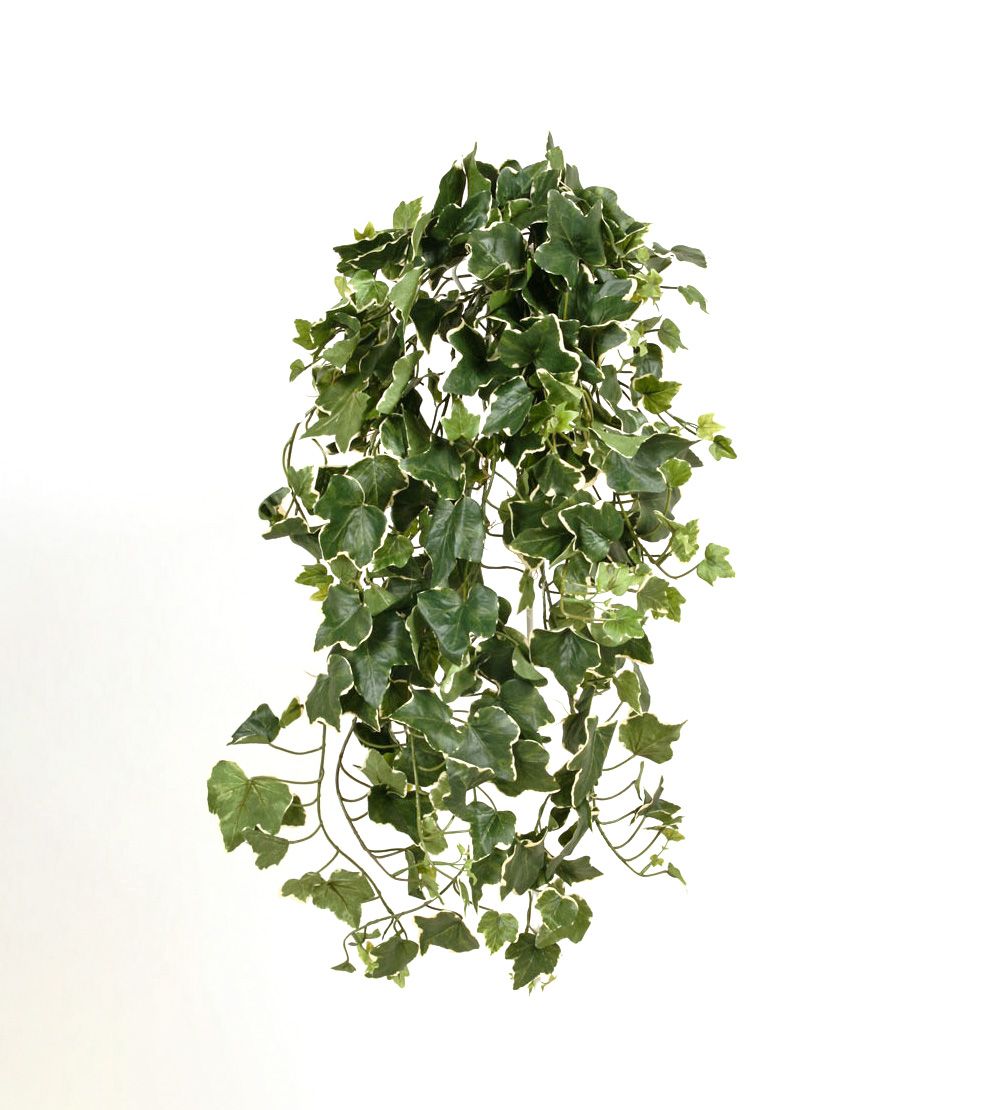Ivy Cream Green