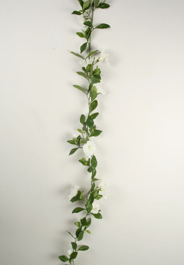 petunia vine