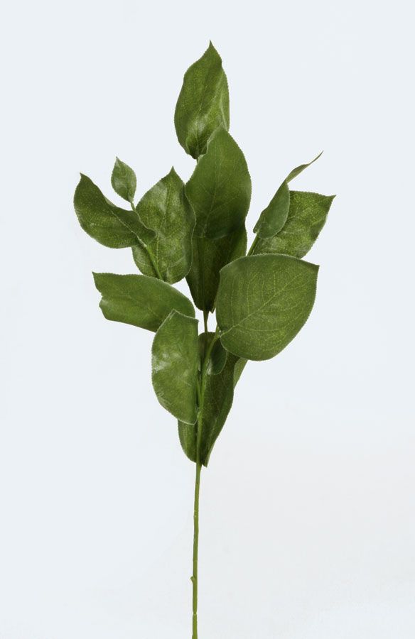 salal 