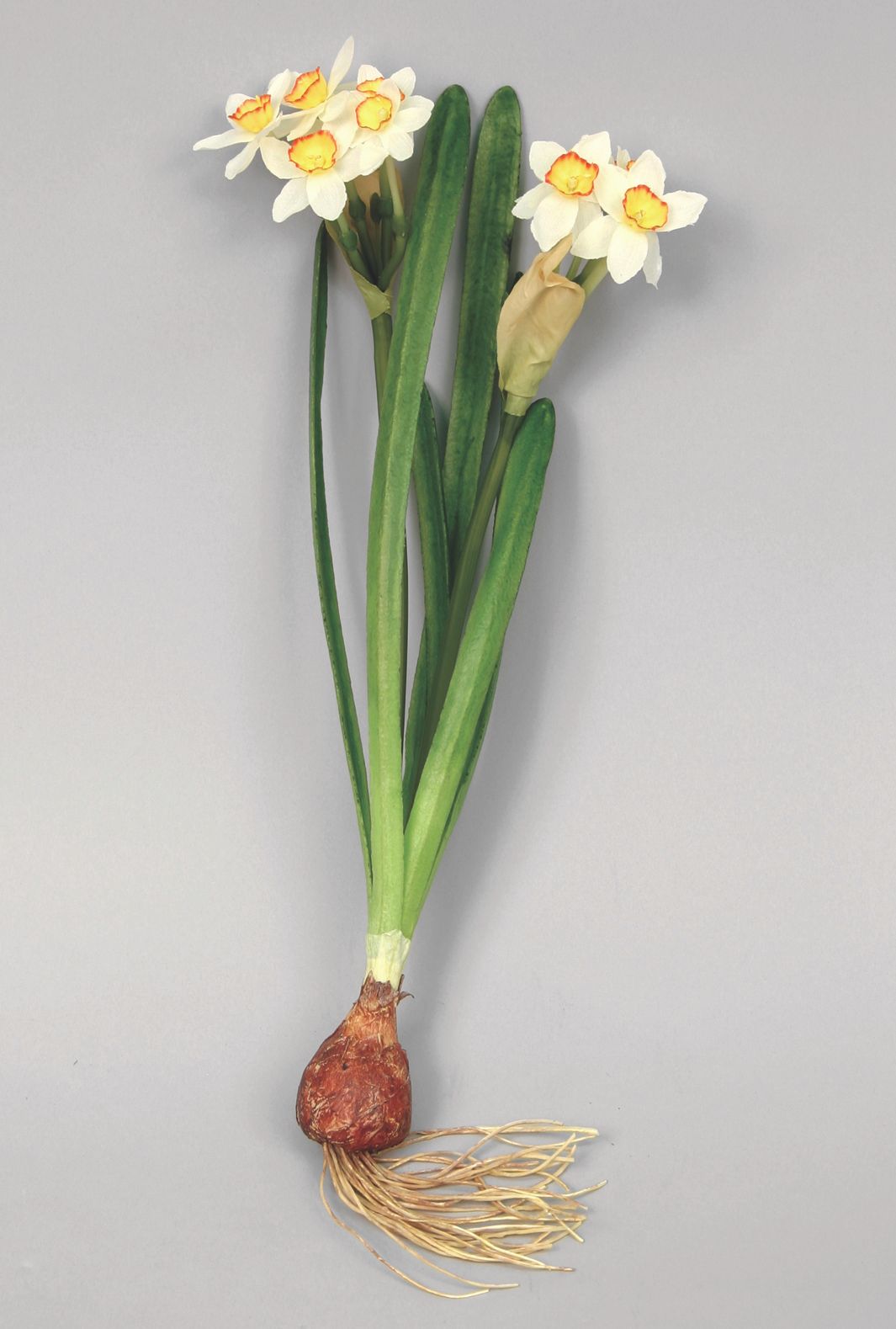 narcissus actaea with bulb 