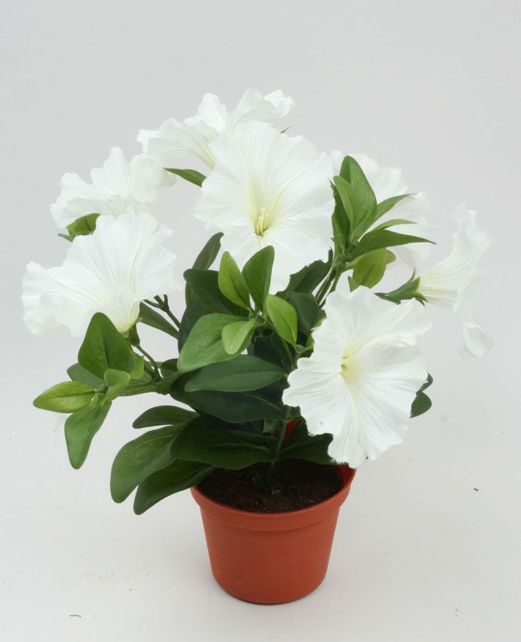 Petunia