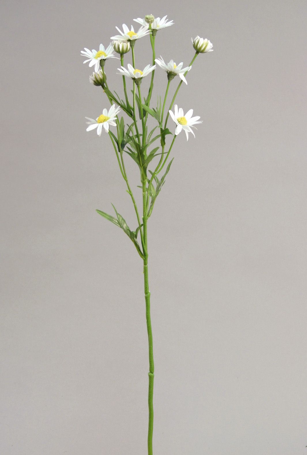 star aster 