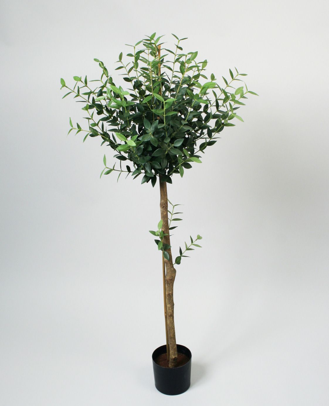 Mini Eucalyptus