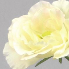 lisianthus