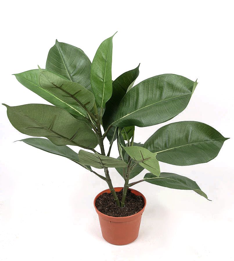 Rubber Leaf