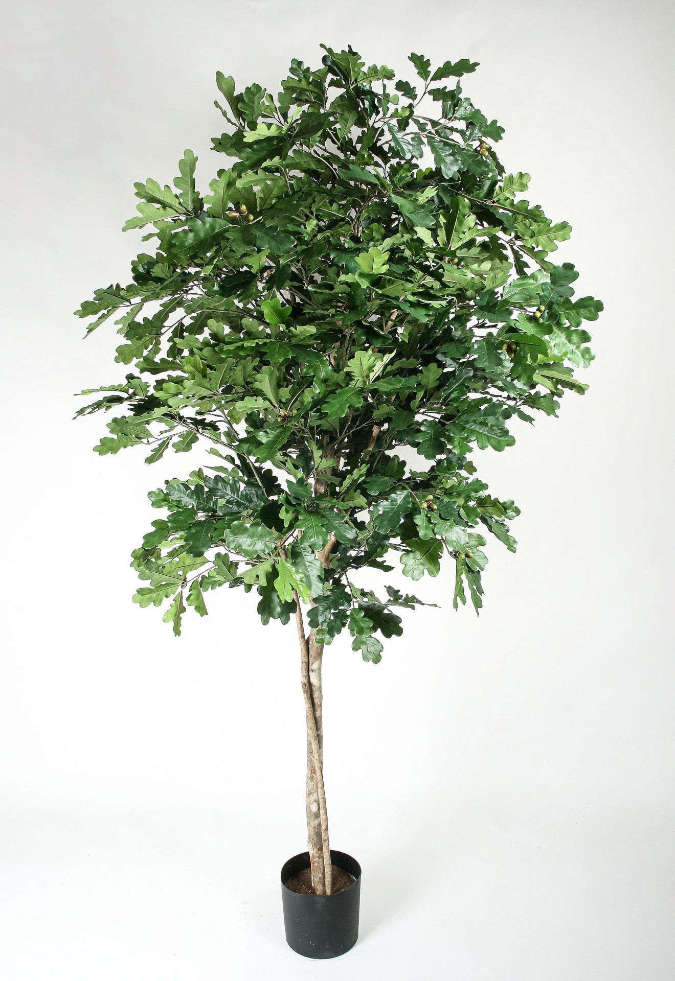 oak tree 