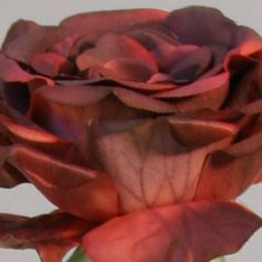 Rose wine red 