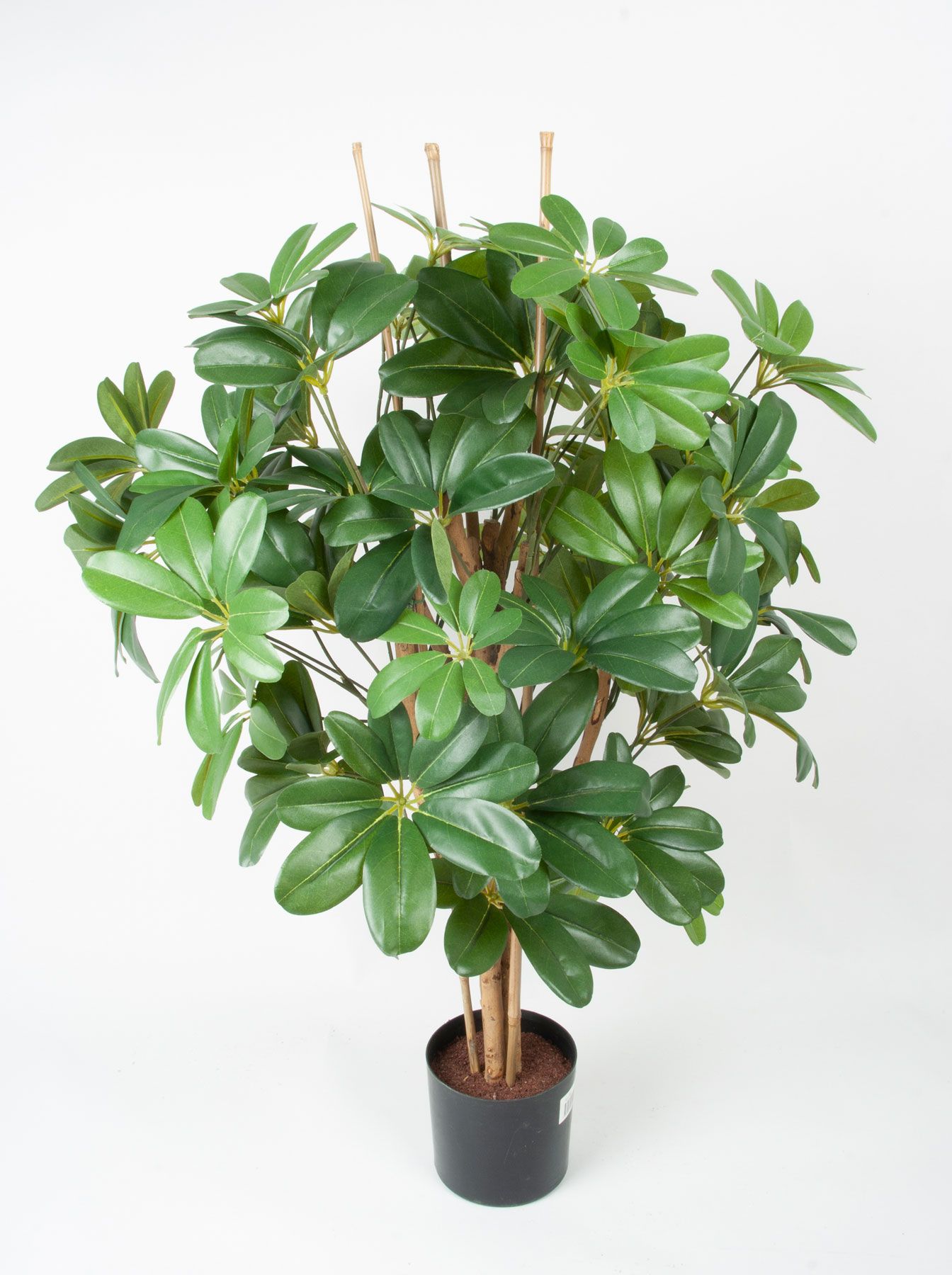 Schefflera