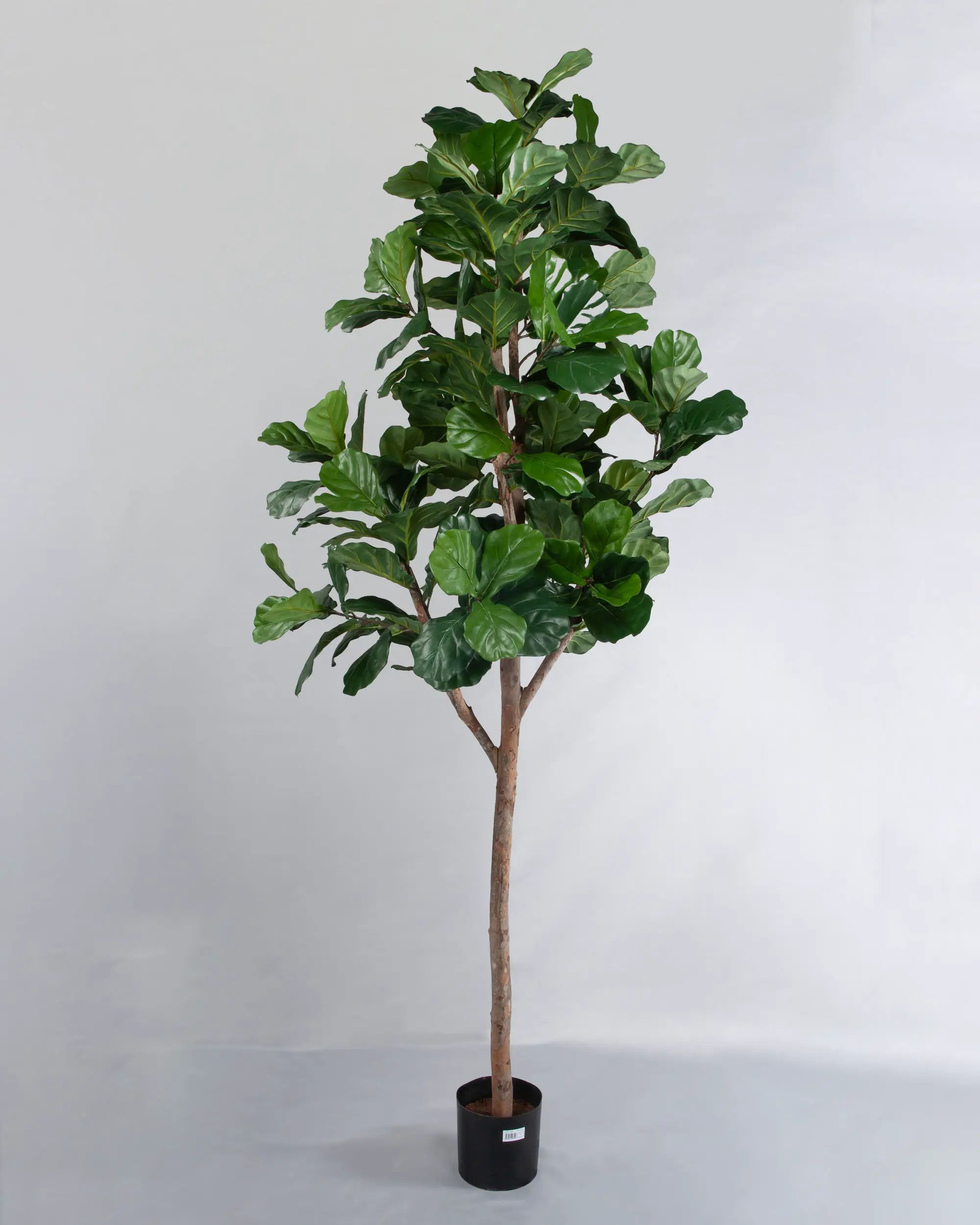 Fiddle Leave 