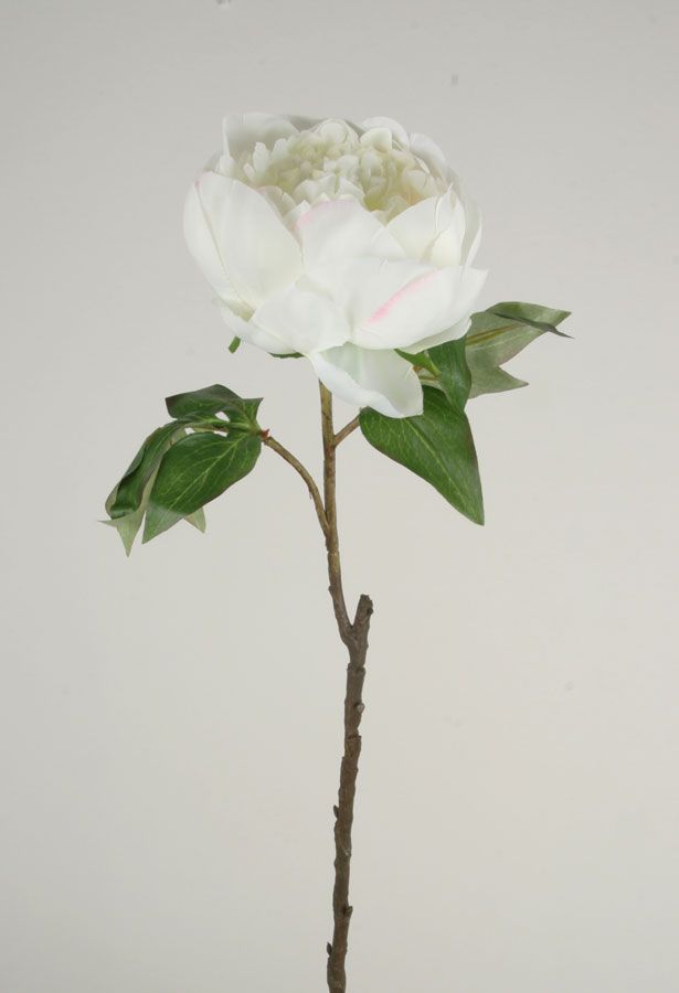 Peony