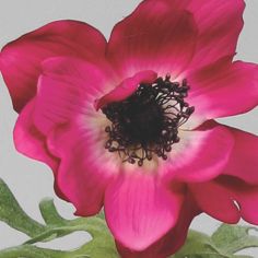 Anemone