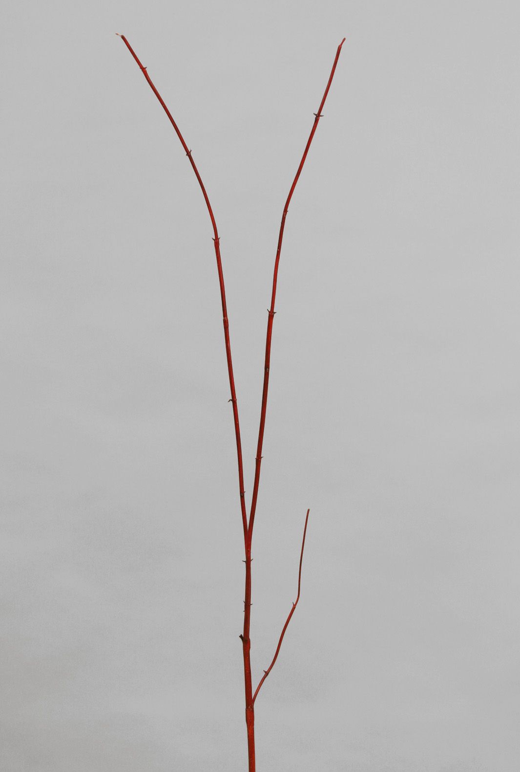dogwood 