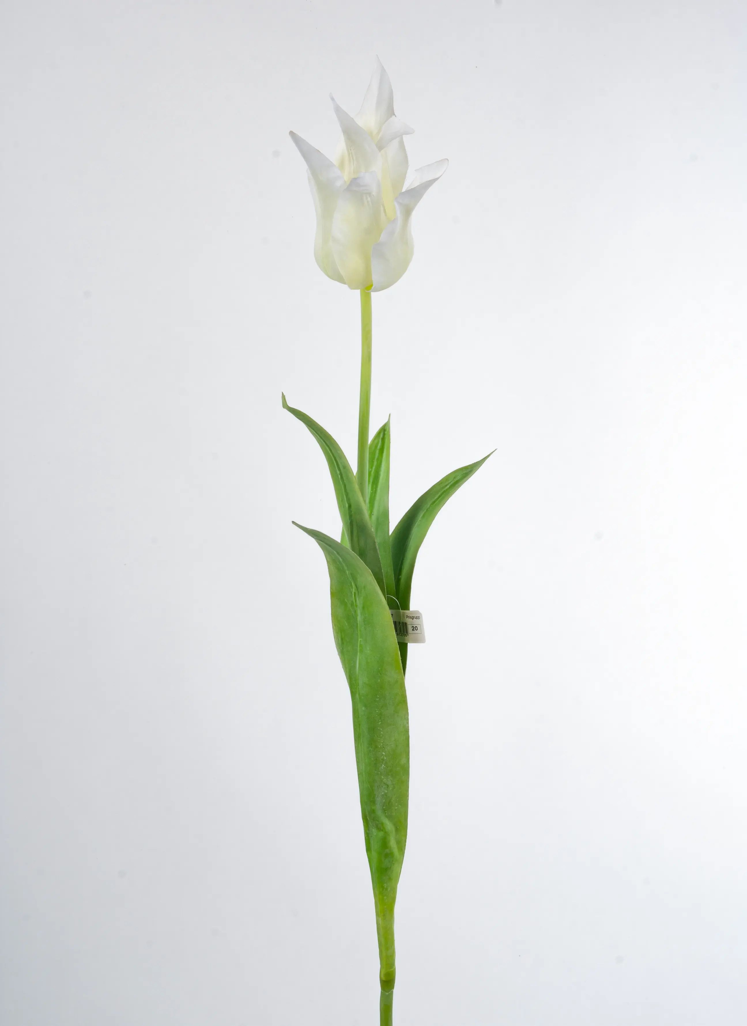 Tulip