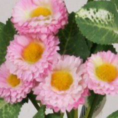 Bellis