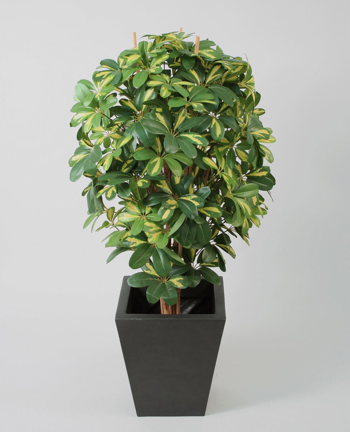 Schefflera