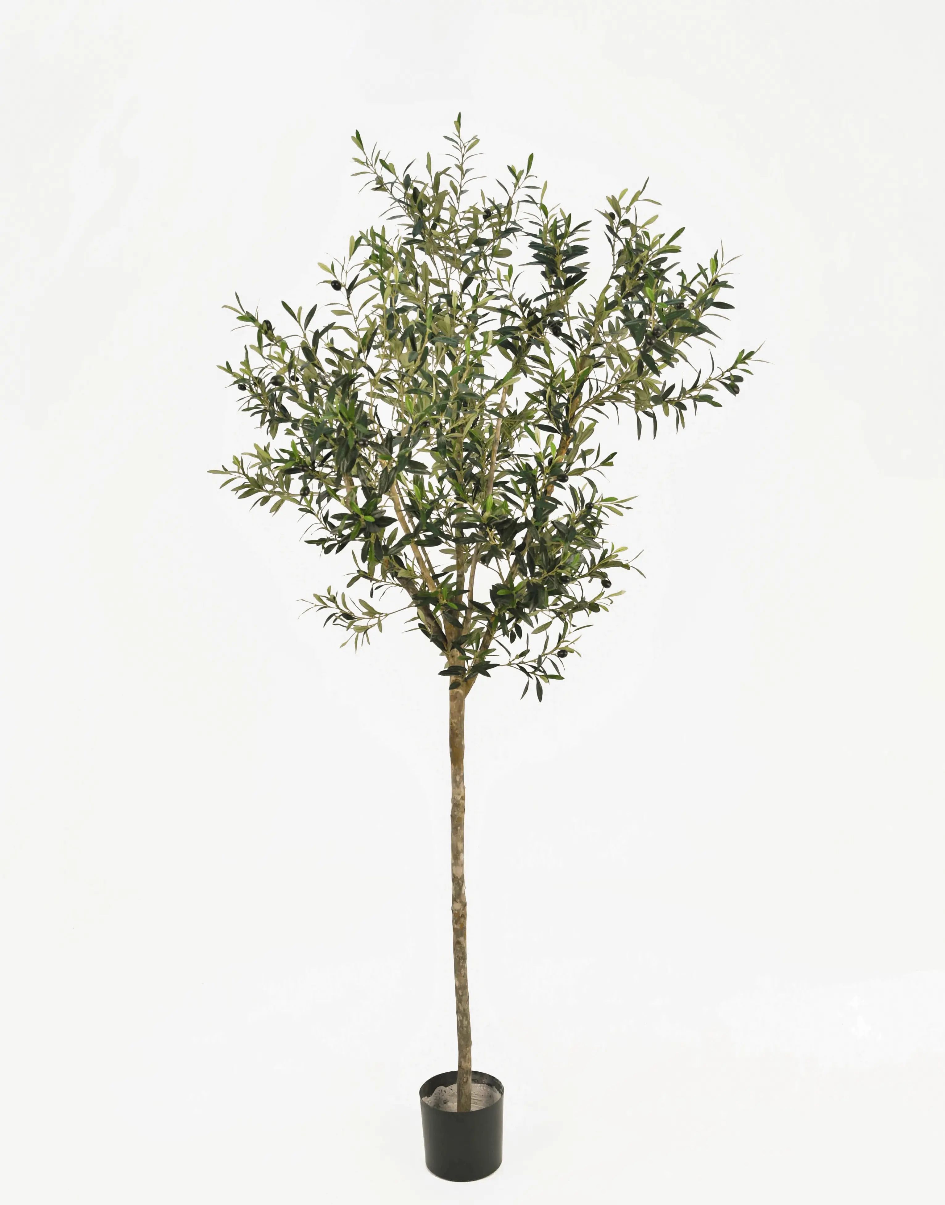 Olive Tree, New item – delayed