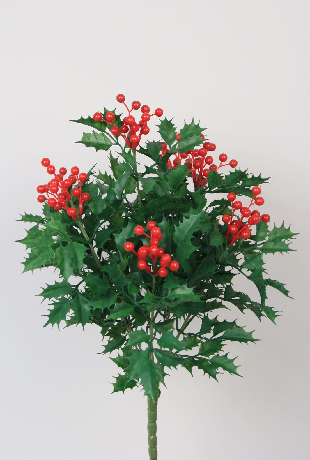 holly bush 