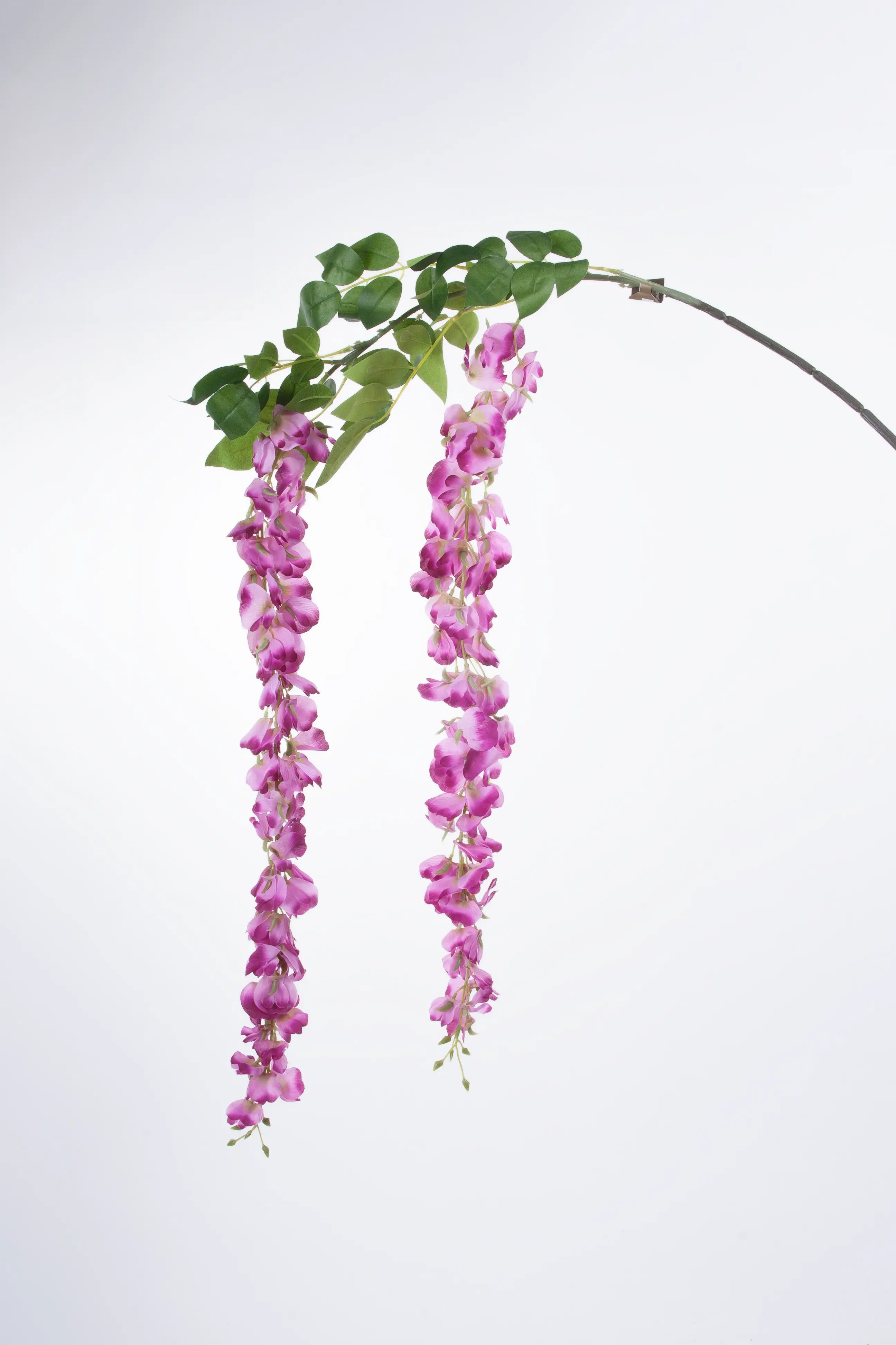 Wisteria 